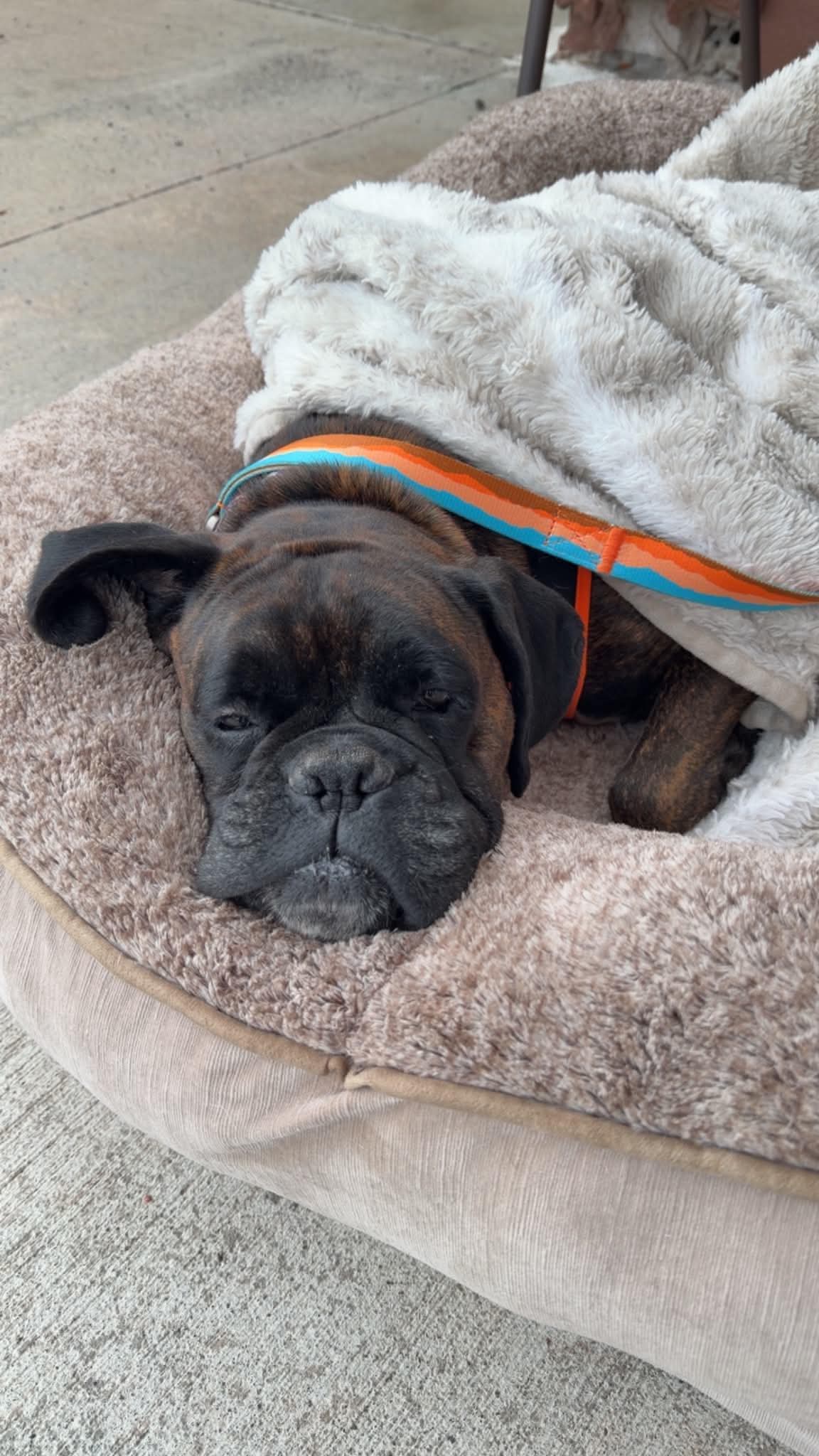 Sandra - Boxer