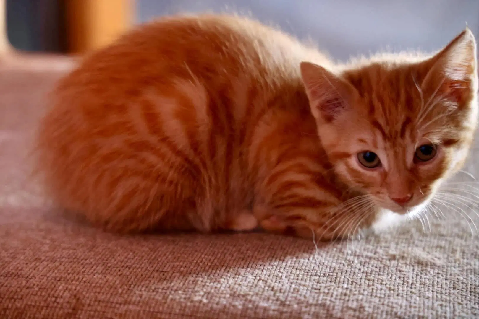 Ripley image 2