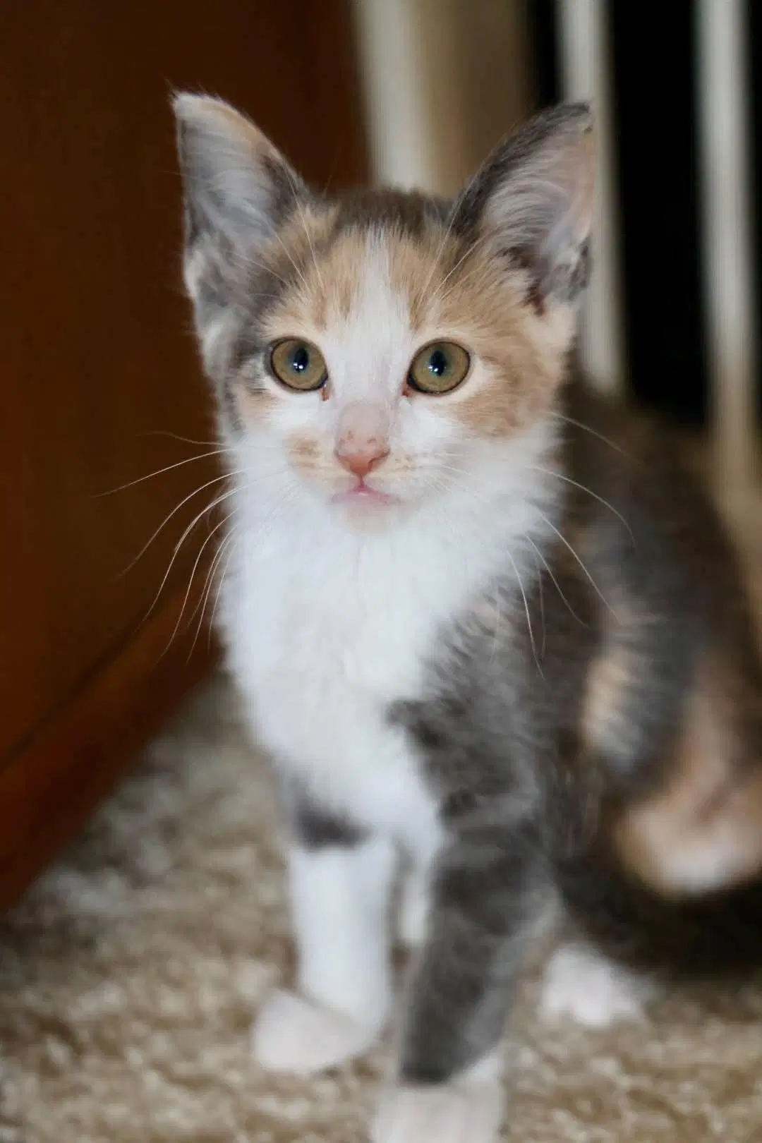 Binx - Dilute Calico