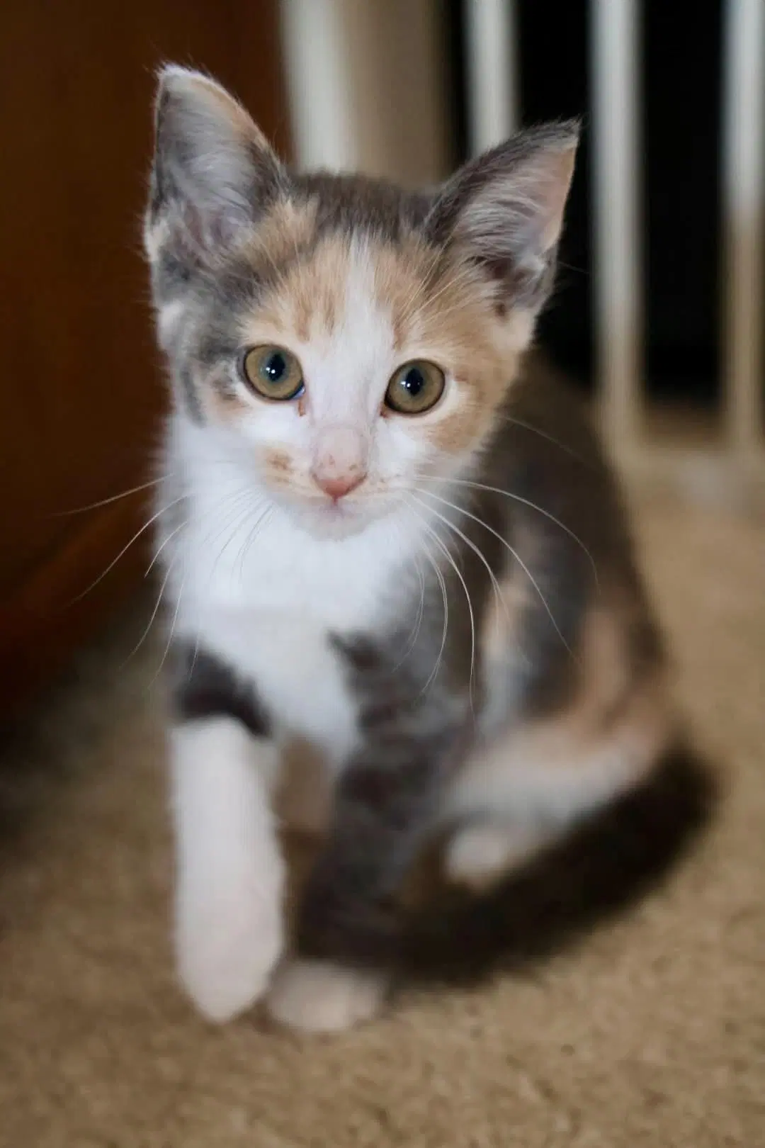 Binx image 2