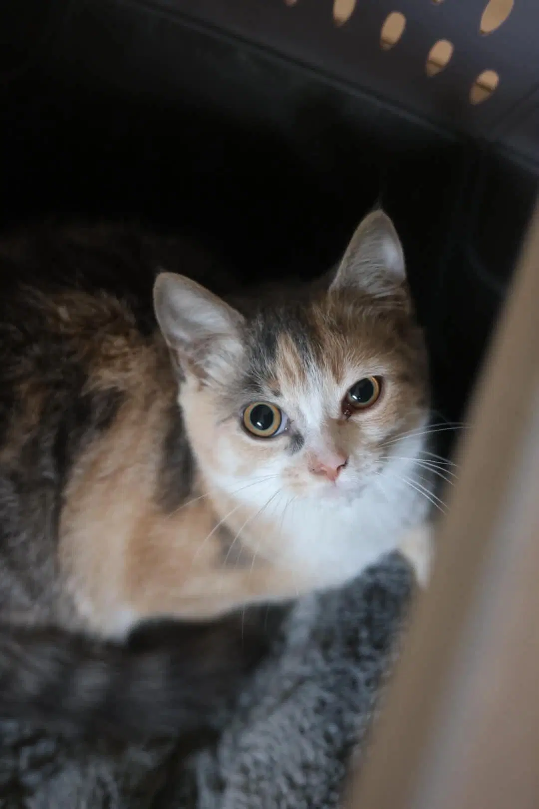 Lulu - Domestic Short Hair