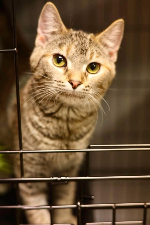 Freddy, Domestic Short Hair (short coat)