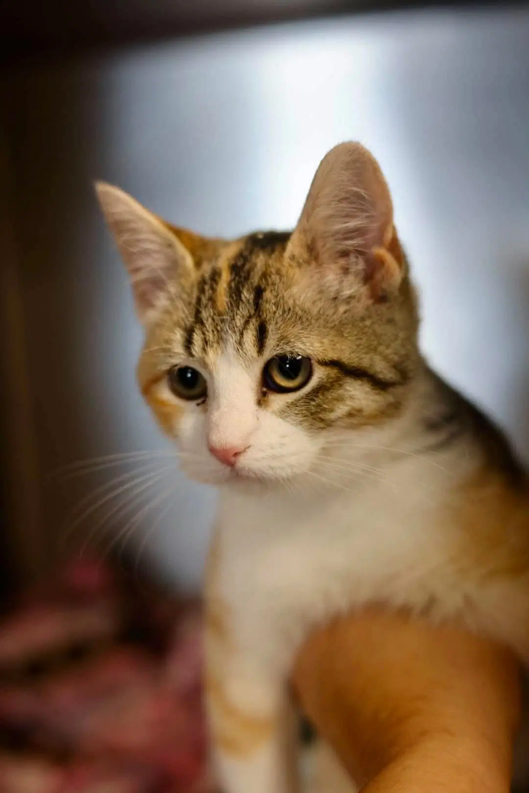 Ericka - Dilute Calico