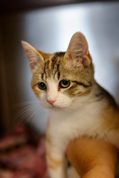 Ericka, Dilute Calico (short coat)