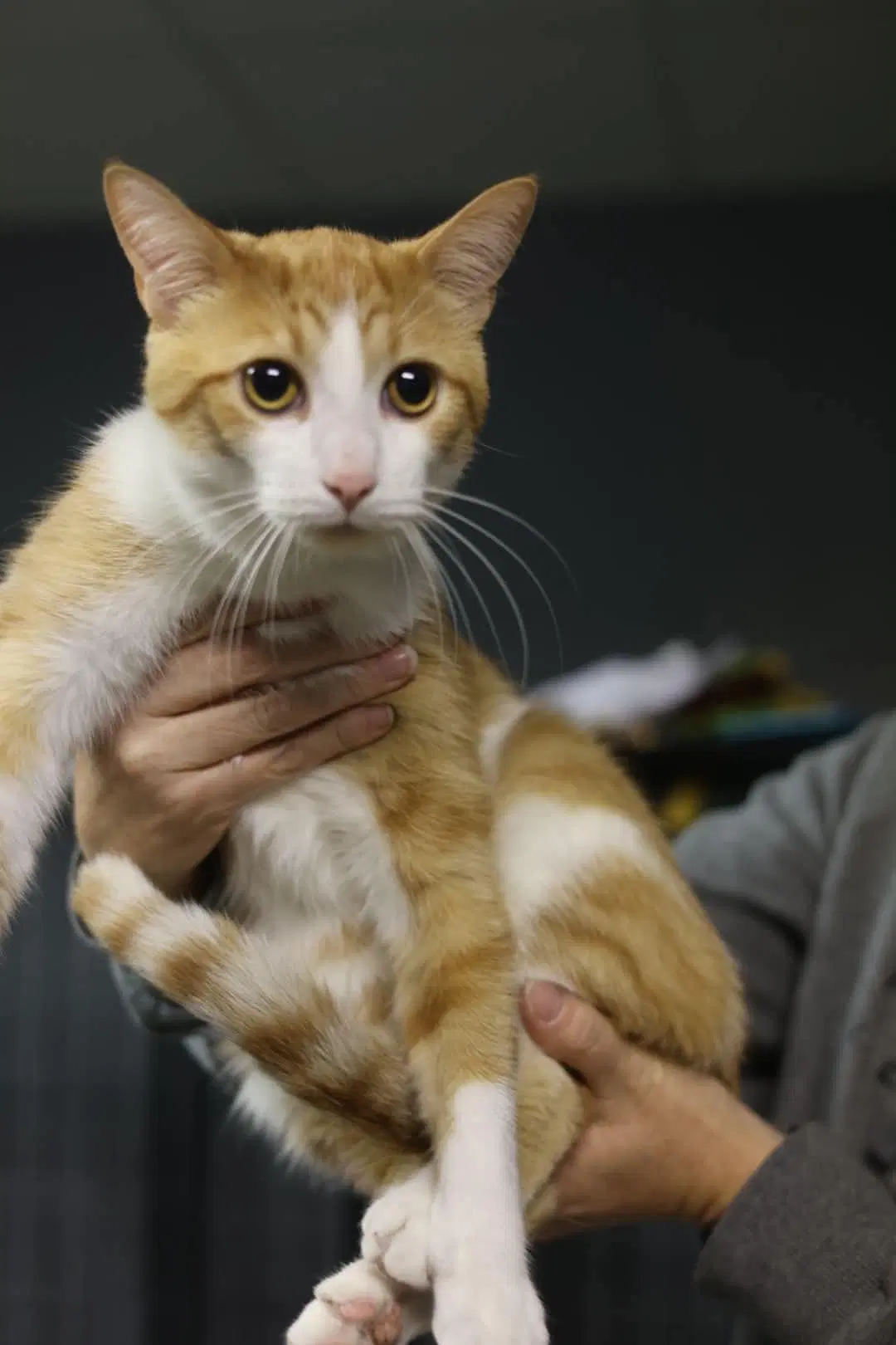Dracula - Domestic Short Hair