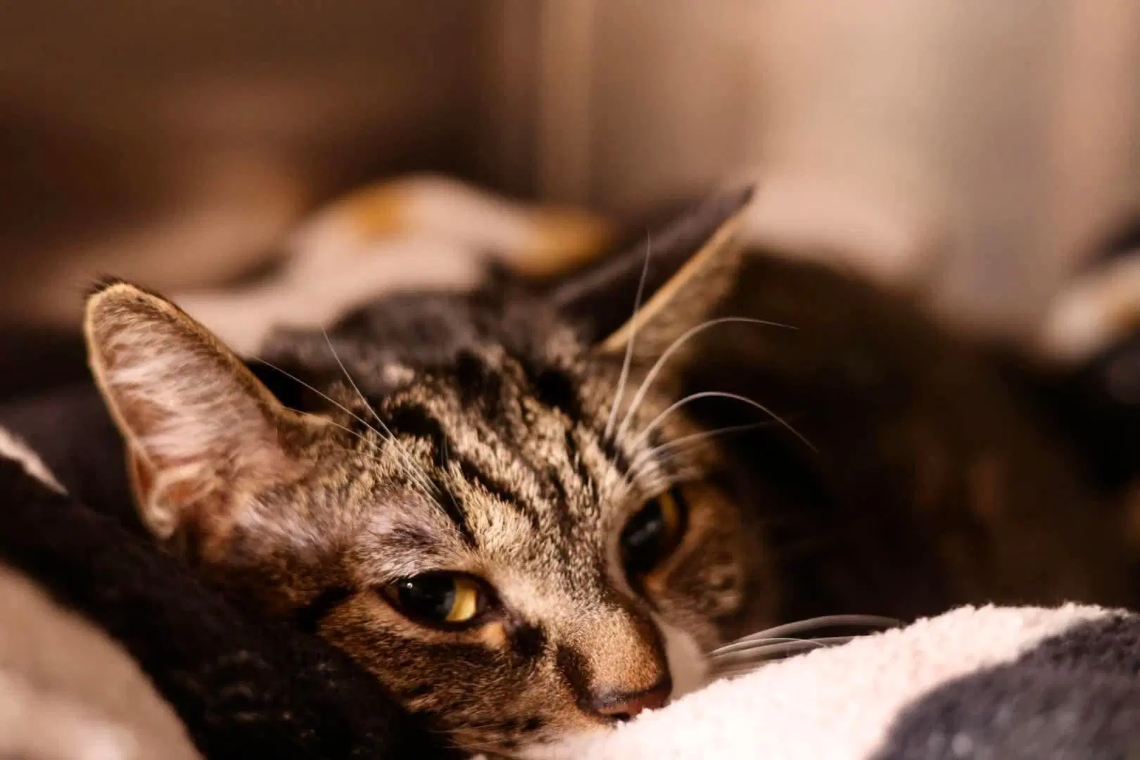 Wanda - Domestic Short Hair
