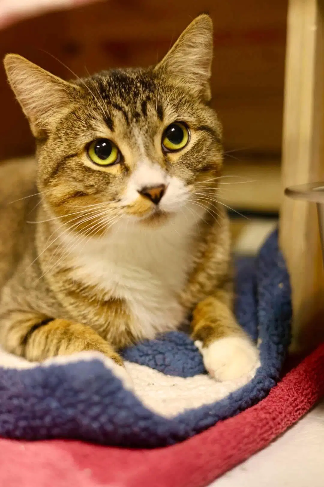Boo - Domestic Short Hair