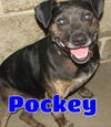 adoptable Dog in ,  named #3620 Pockey
