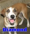 adoptable Dog in , Unknown named #3626 Diamond