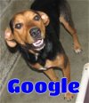 adoptable Dog in ,  named #3630 Google