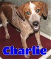 adoptable Dog in ,  named #3643 Charlie