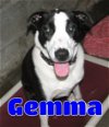 adoptable Dog in ,  named #3654 Gemma