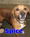 adoptable Dog in ,  named #3656 Spice