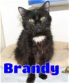 adoptable Cat in ,  named #5219 Brandy