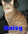 adoptable Cat in ,  named #5221 Daisy