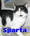 adoptable Cat in ,  named #5222 Sparta