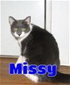 adoptable Cat in ,  named #5224 Missy