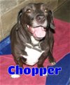 adoptable Dog in , Unknown named #3680 Chopper