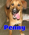adoptable Dog in , Unknown named #3685 Penny