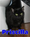 adoptable Cat in , Unknown named #5265 Priscilla