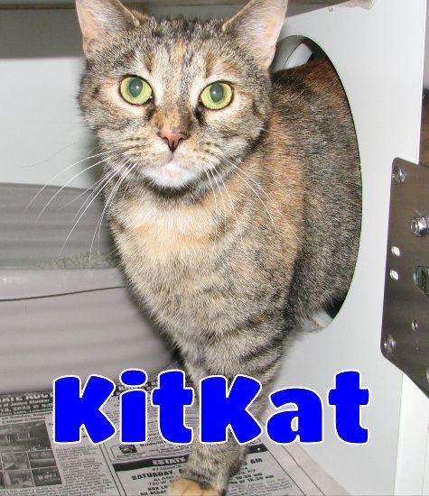 #5290 KitKat