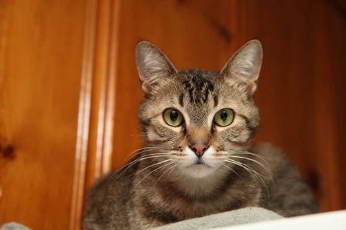 Apollo - Bonded with Zeus and Athena, a cat for adoption from Revelation Gardens