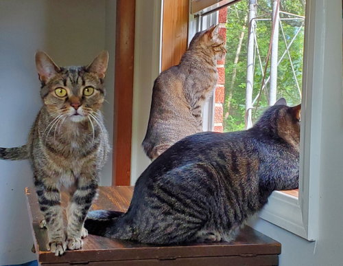 Photo 2 of Apollo - Bonded with Zeus and Athena