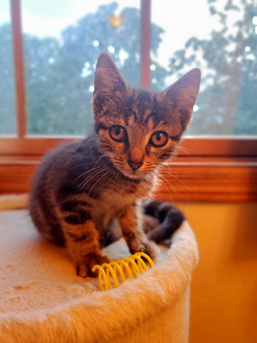Honey Butter Biscuit, a cat for adoption from Revelation Gardens