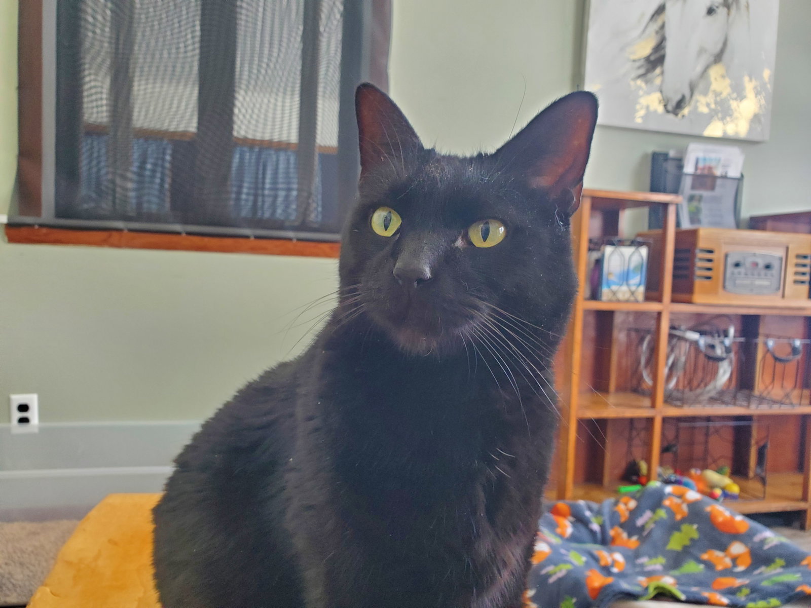 Bubba - Bonded with Mr. Pickle, photo 2