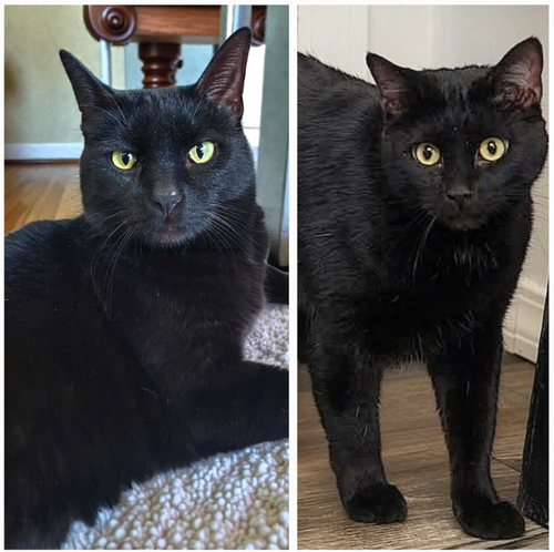 Mr. Pickle - Bonded with Bubba, a cat for adoption from Revelation Gardens