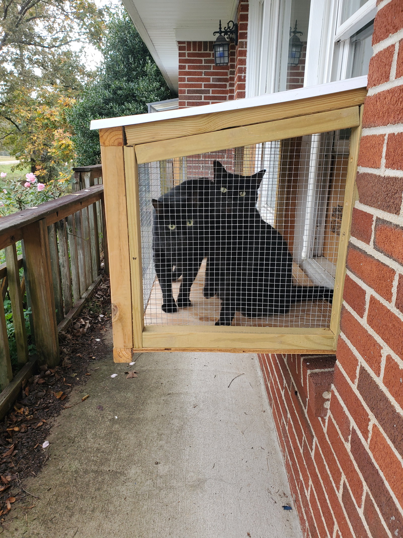 Mr. Pickle - Bonded with Bubba, photo 3