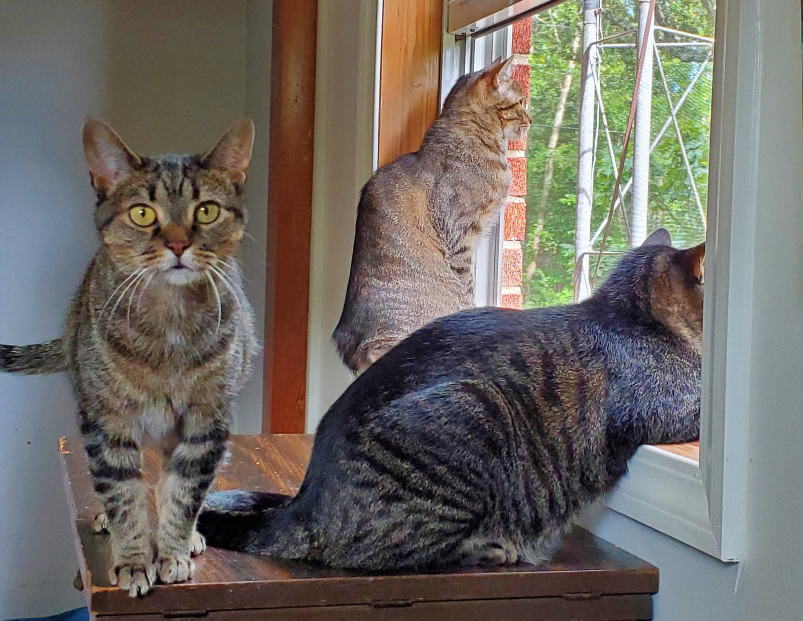 Athena - Bonded with Apollo and Zeus
