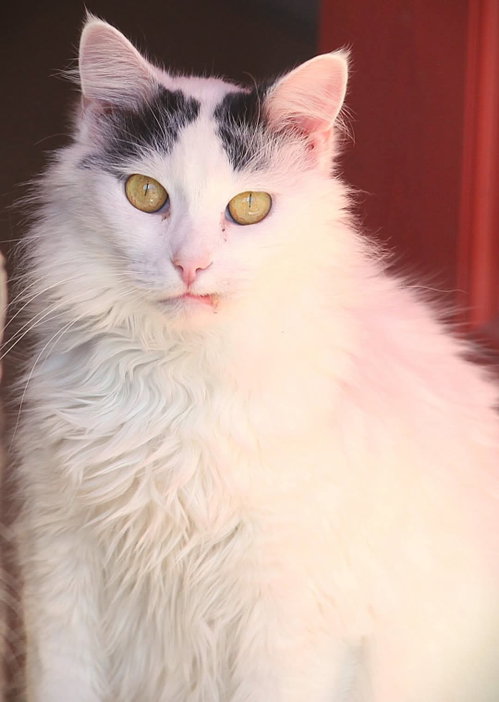 Bedros, a cat for adoption from Revelation Gardens
