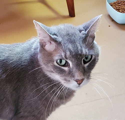 Charlie, a cat for adoption from Revelation Gardens