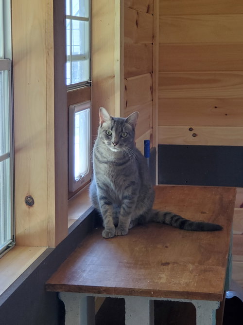 Conway, a cat for adoption from Revelation Gardens