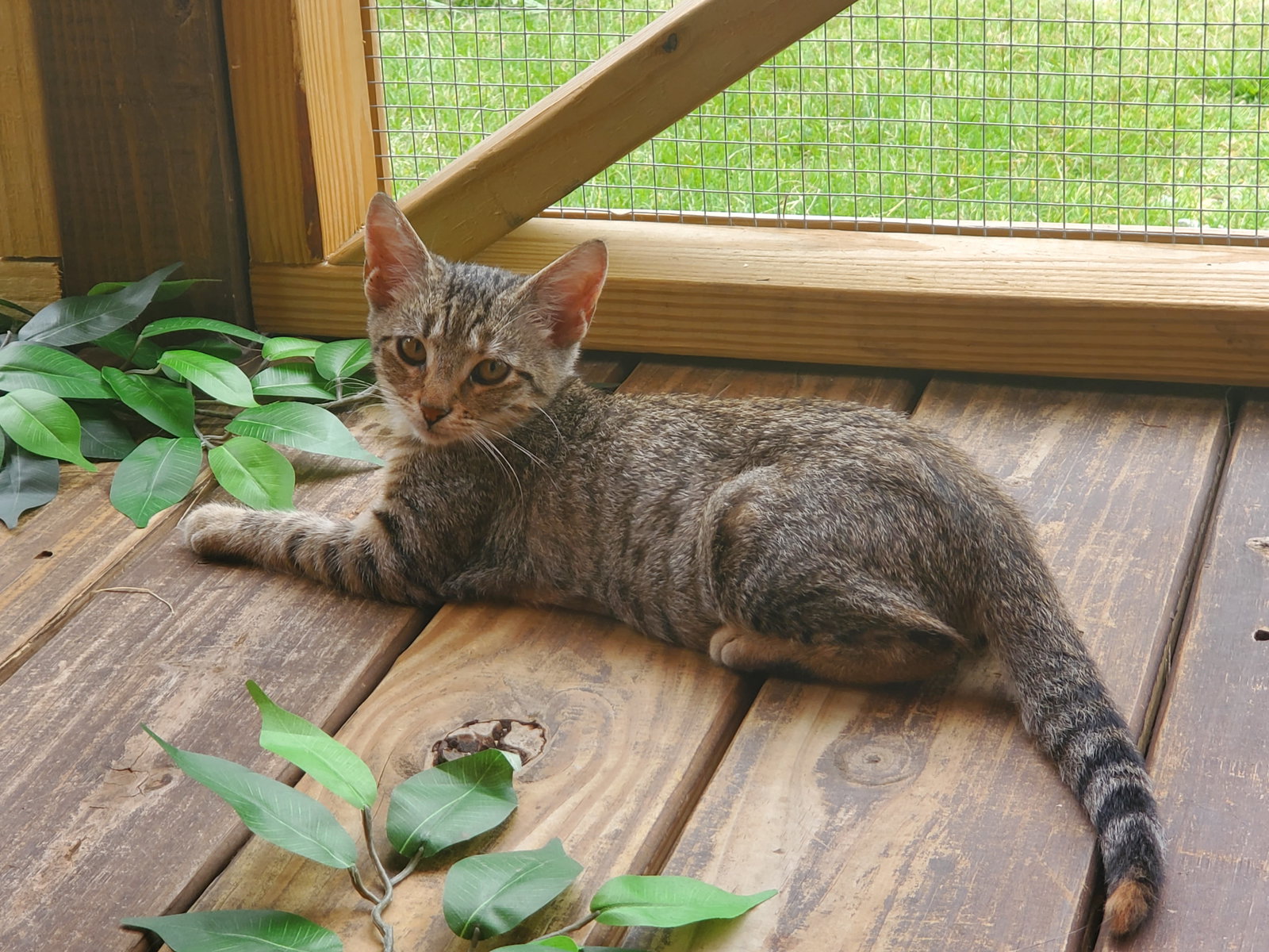 Cookie, photo 3