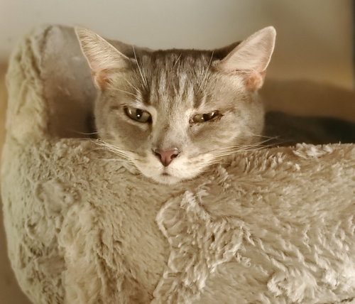 Dante - Bonded with Sol, a cat for adoption from Revelation Gardens