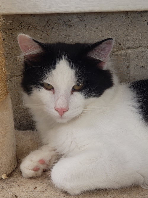 Denim - Bonded with Lace, a cat for adoption from Revelation Gardens