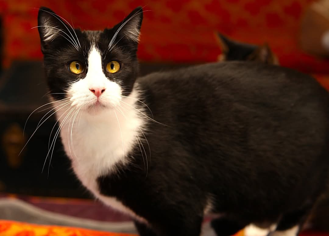 Enzo - Bonded with Matteo