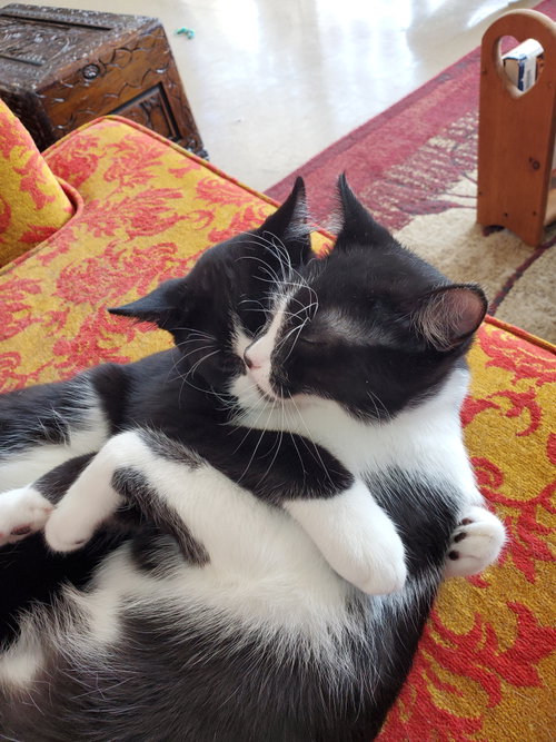 Photo 2 of Matteo - Bonded with Enzo