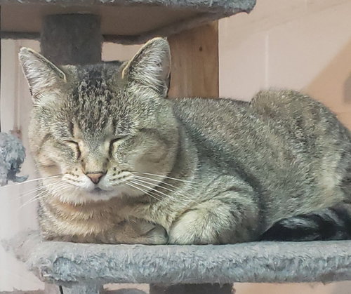 Photo 2 of Major Tom - Bonded with Flint