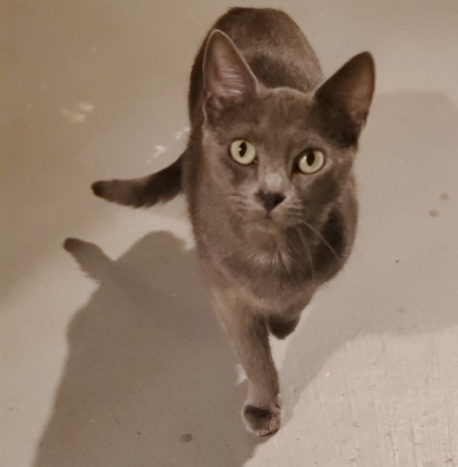 Major Tom - Bonded with Flint, photo 3