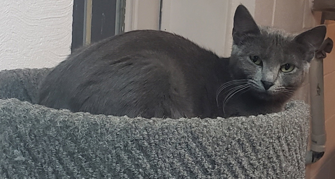 Major Tom - Bonded with Flint, photo 4