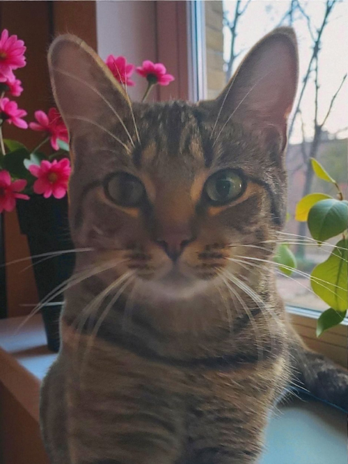 Freya, a cat for adoption from Revelation Gardens