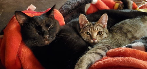 Photo 3 of Freya