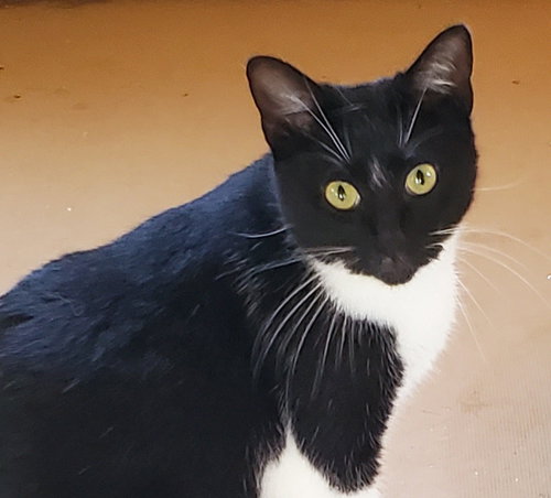 Grace - Bonded with Noah, a cat for adoption from Revelation Gardens