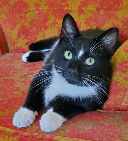 Noah - Bonded with Grace, a cat for adoption from Revelation Gardens