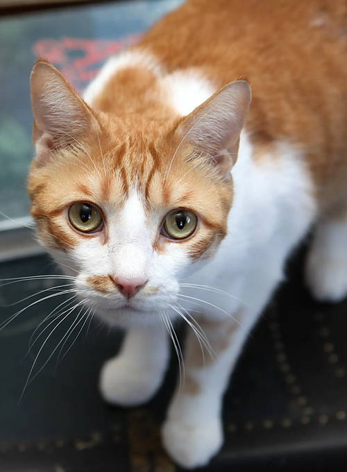 Jack, a cat for adoption from Revelation Gardens