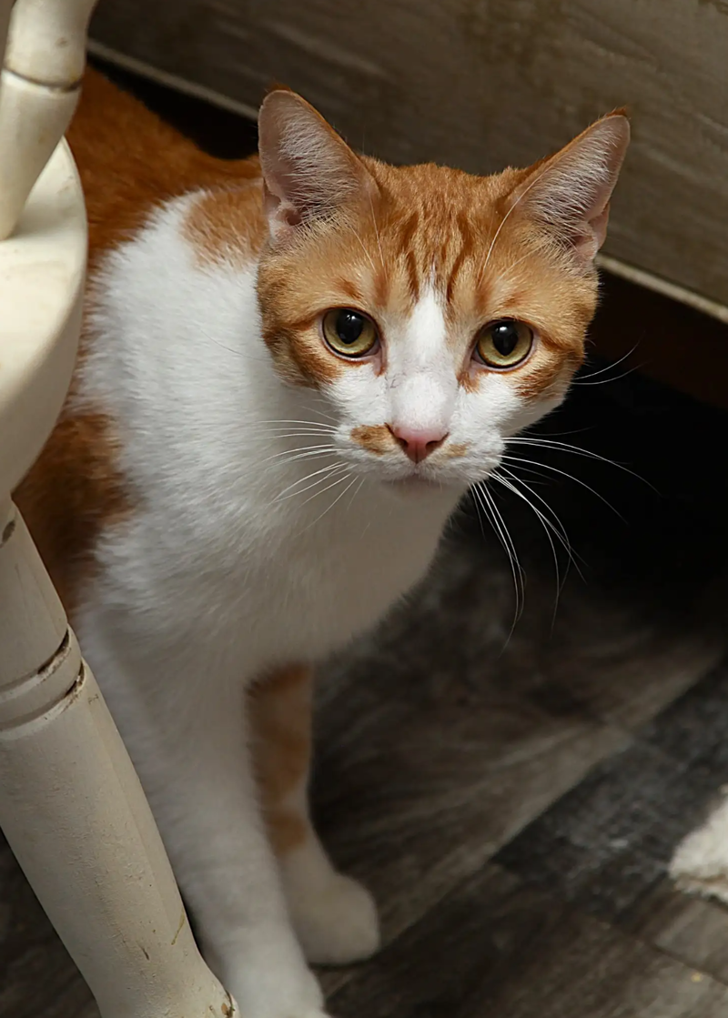 Jack, photo 2