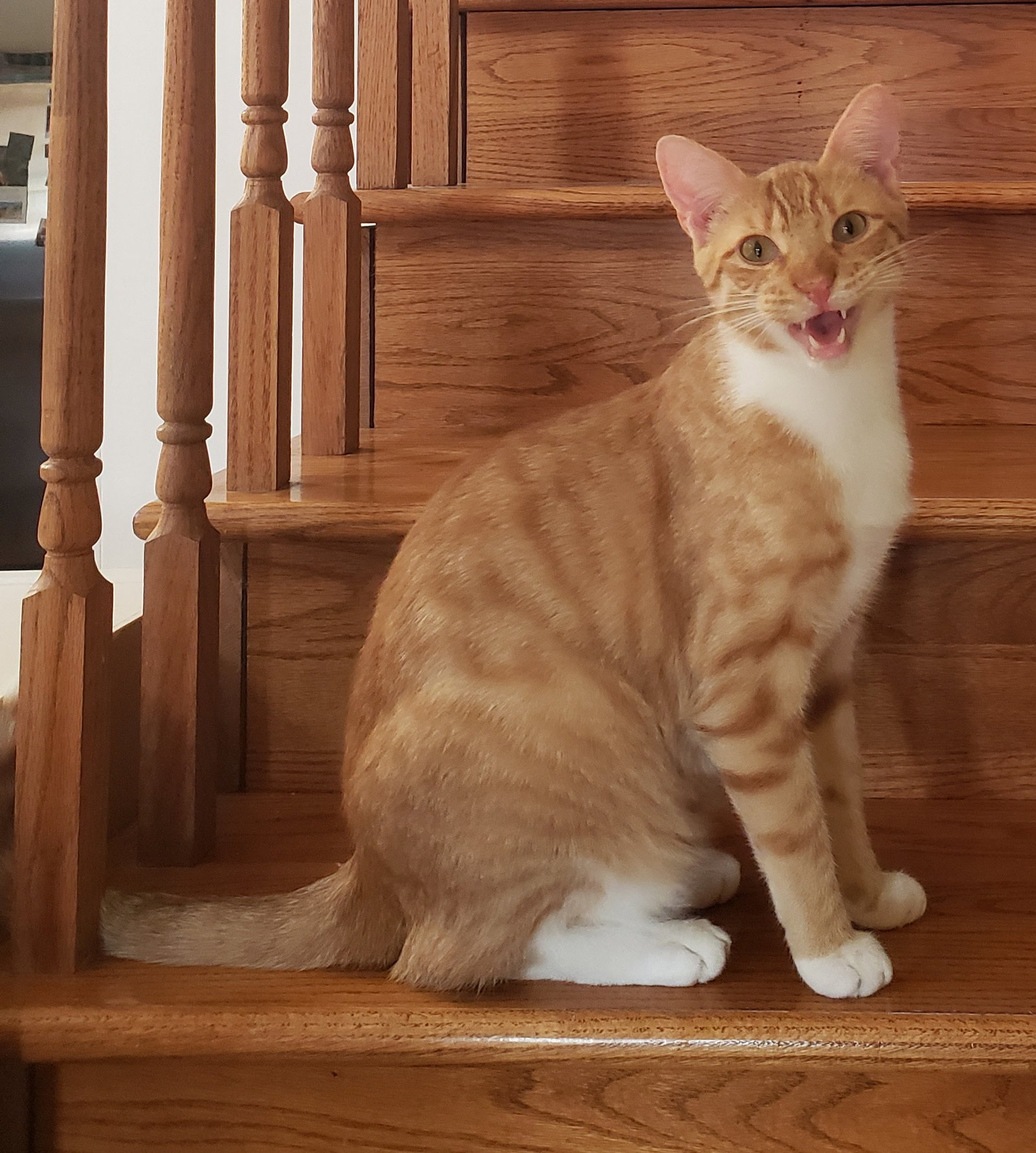 Jasper